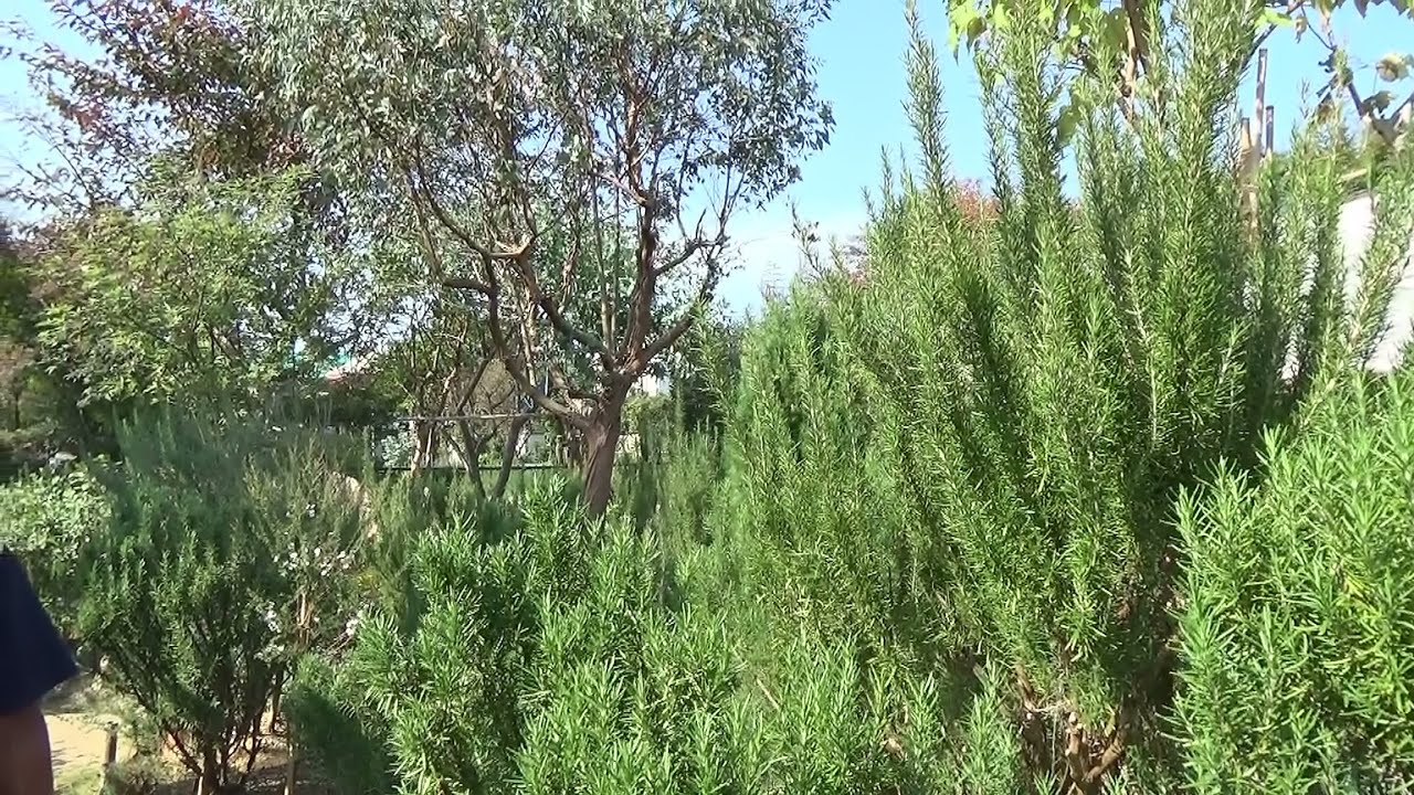 ハーブガーデン紹介11月ガーデンの見どころ～自然のハーバルライフ～-HERB-Japanese Herb Garden Gardening