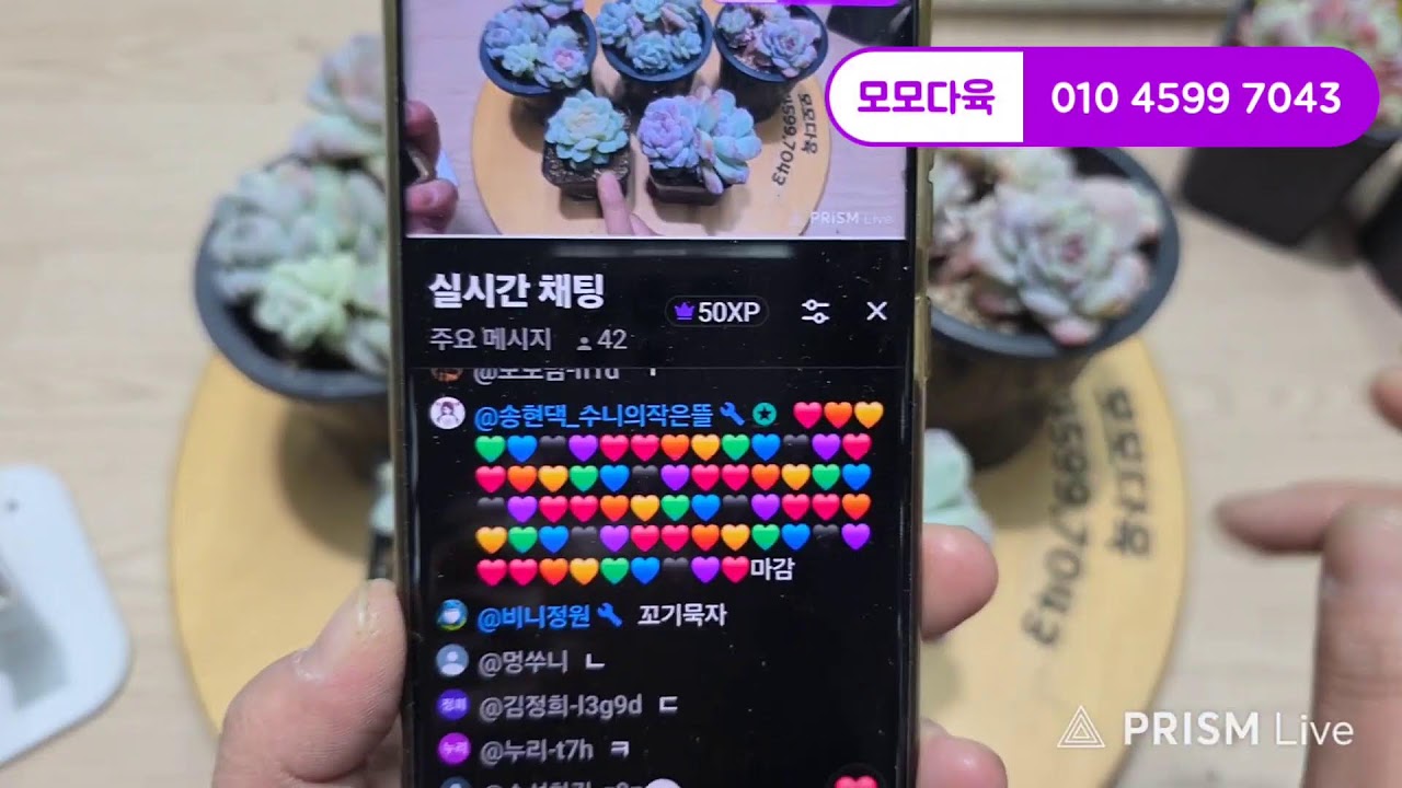 1.23.금요라이브 2부  #다육 #다육식물 #다육쇼핑