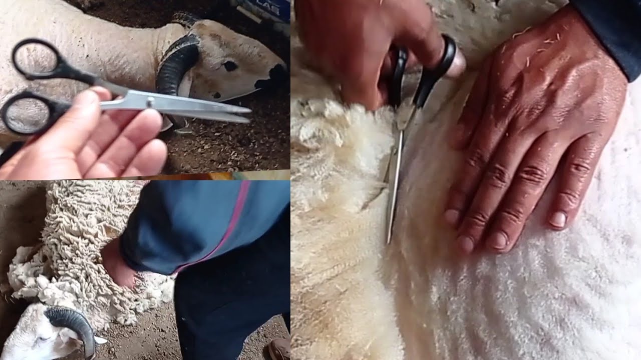جز الغنم بي مقص الحلاقة فقط بطريقة سريعة واحترافية