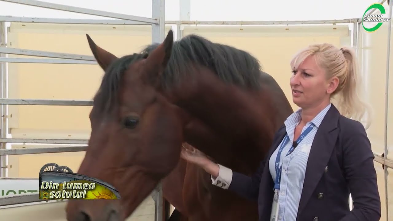 Furioso North Star, caii-campioni ai competițiilor de atelaje