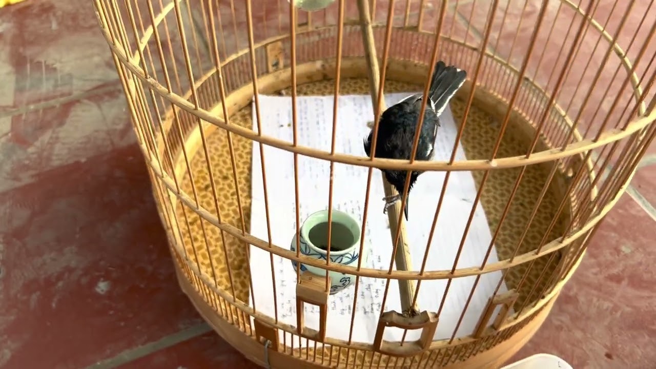 Clip chăm choè than thay lông của Quang mọi người tham khảo nhé