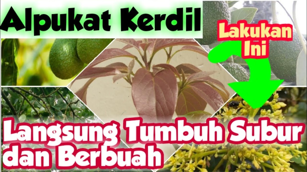 Membuat Pohon Alpukat Cepat Tumbuh Subur dan Berbuah : Menambah Rootstook (Kaki) Alpukat