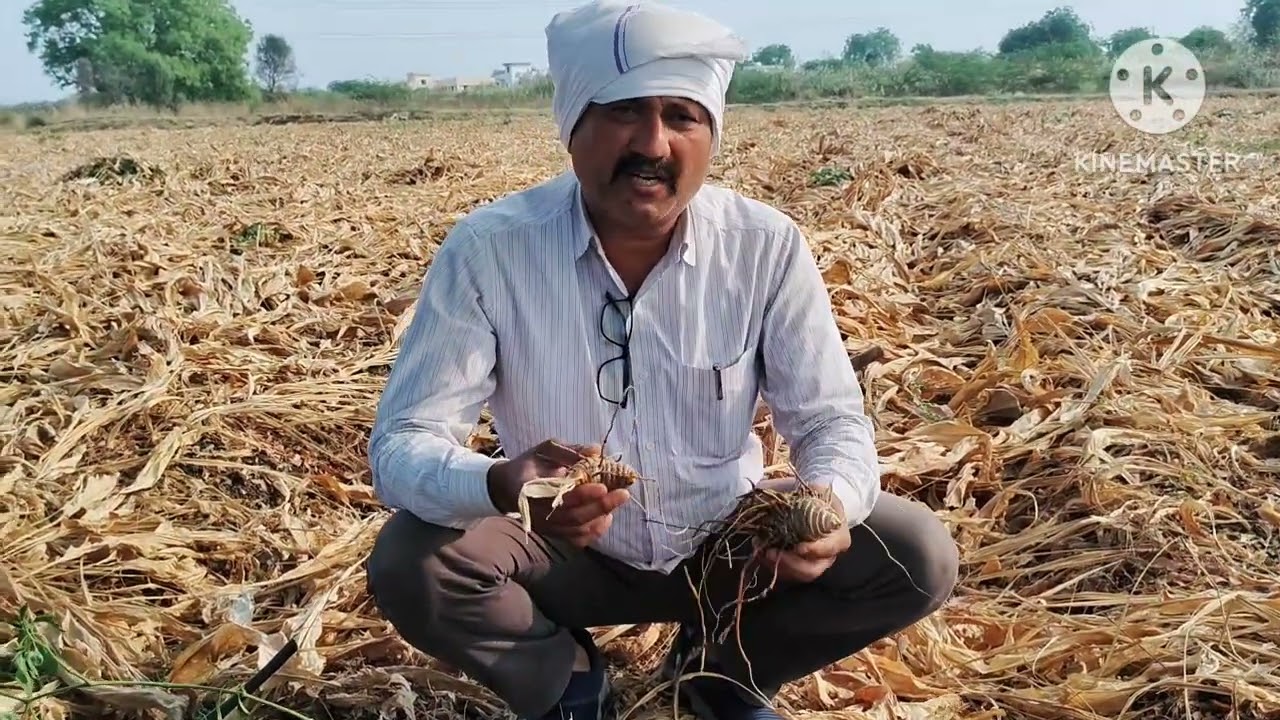 हळद बेणे निवड #हळदीचे बेणे निवड कशी करावी? #बेणे निवड करताना कोणत्या गोष्टी लक्षात घ्याव्यात?