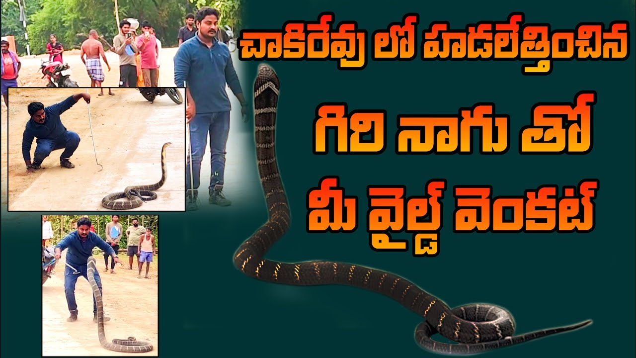 #kingcobra Rescue