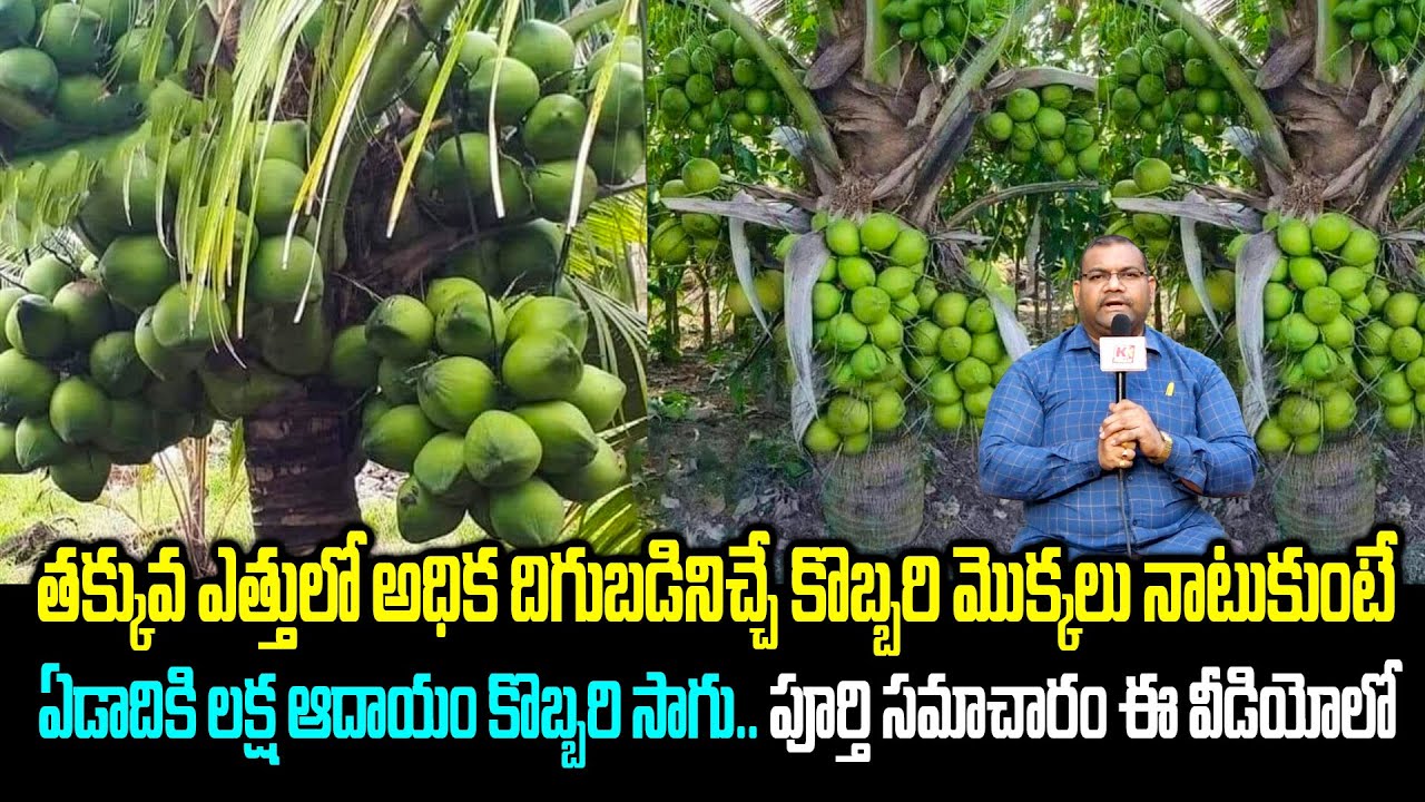 అధిక దిగుబడినిచ్చే కొబ్బరి తోట గురించి పూర్తి సమాచారం ! | Coconut Farming | Kobbari | Kiran TV Rythu