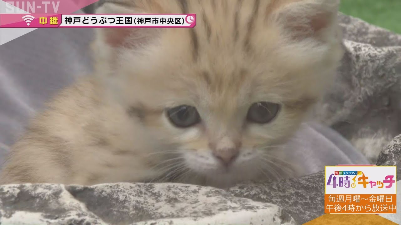 【中継】「砂漠の天使」スナネコの赤ちゃん 25日から公開 神戸どうぶつ王国