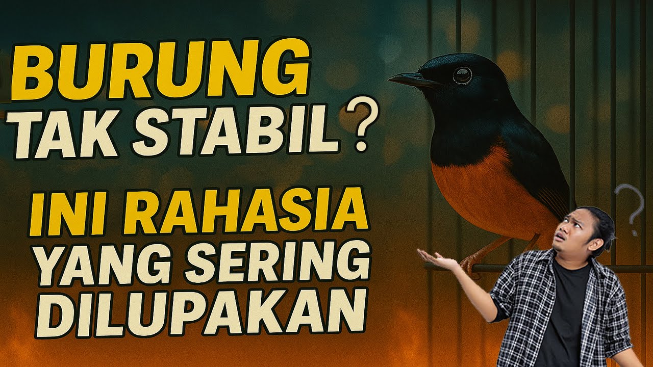Agar Murai Stabil | Ini Rahasia yang Sering Dilupakan Pemilik Murai Batu