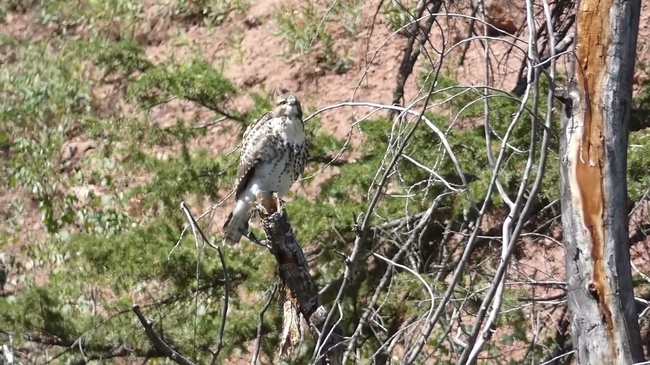 Red-tailed Hawk preening
