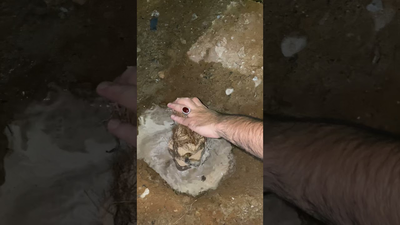 زراعة الرواكيب بطريقة تضمن نموها 💯 ‎%‎ باذن الله