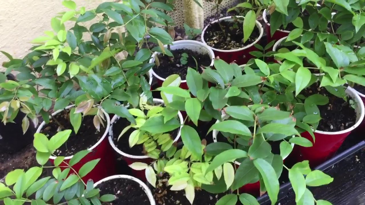 Red Hybrid Jaboticaba grown from seed.