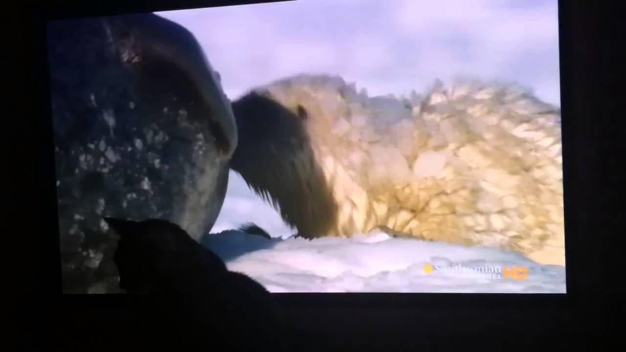 Brody the Cat discovers HDTV
