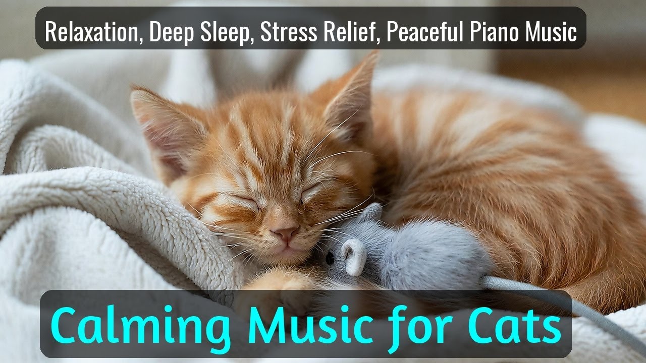 Calming Music for Cats - Relaxation, Deep Sleep, Stress Relief, Peaceful Piano Music | Season 67