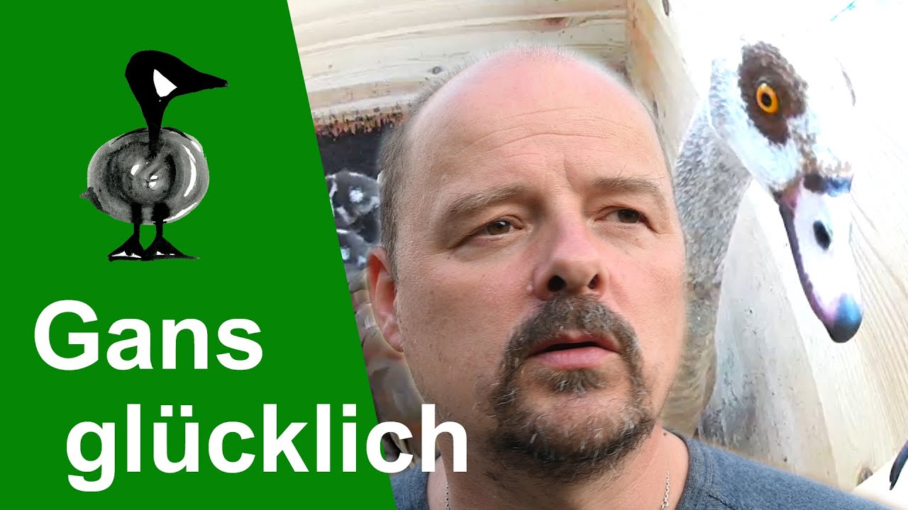 Eine Gänsefamilie zieht um - Tiernotruf #305