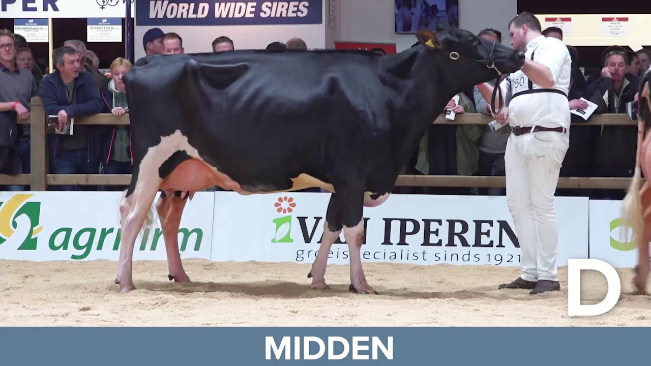 Video-veebeoordelen zwartbont