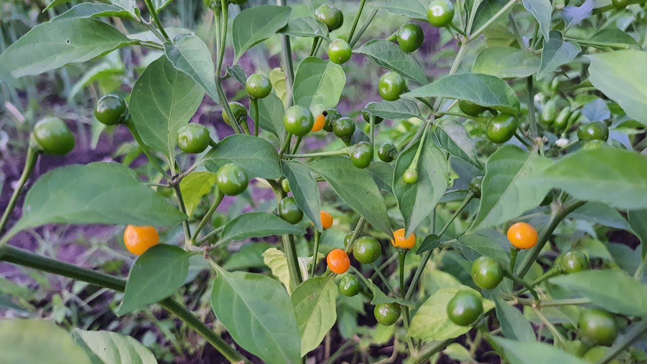 Pimenta Olho de peixe - Ardida e Cheirosa