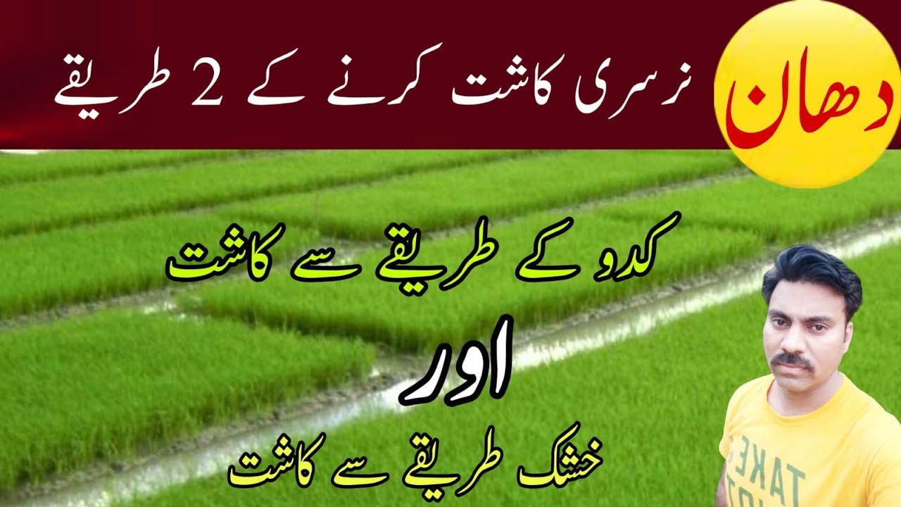 How to prepare rice nursery | Paddy nursery raising techniques | Abid Ali Agrarian