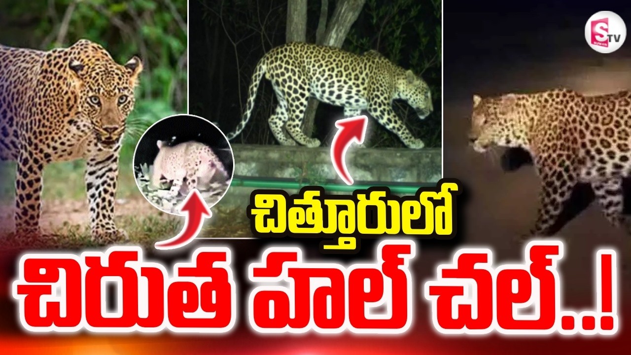 చిత్తూరులో చిరుత హల్ చల్..! | Leopard Hulchul In Chittoor | SumanTV Sai | @SumanTVPrimeTelugu