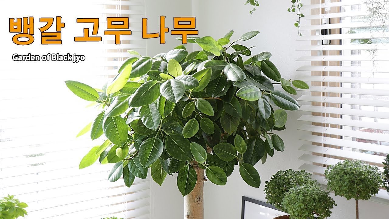 뱅갈 고무나무 키우기 / 잎 말림 / 쭈글거림 / 가지치기
