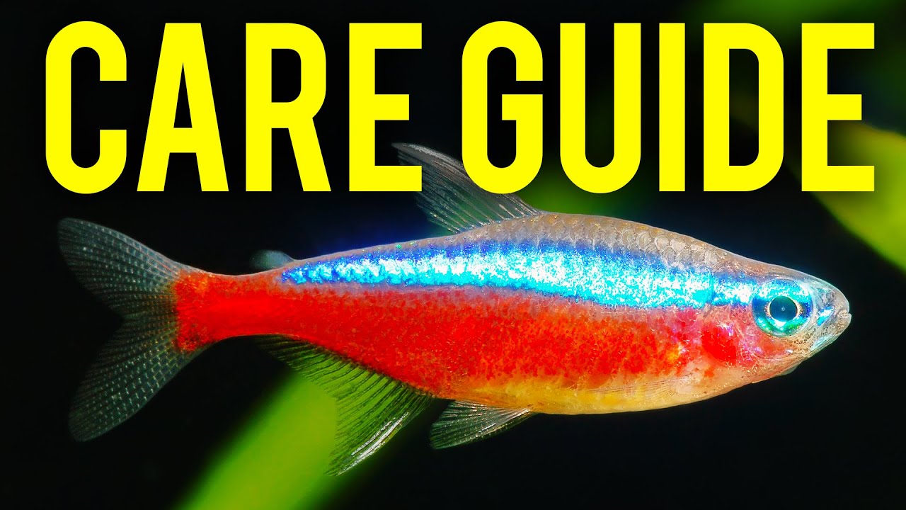 Cardinal Tetra Care Guide | How to Tell Cardinal Tetras & Neon Tetras Apart