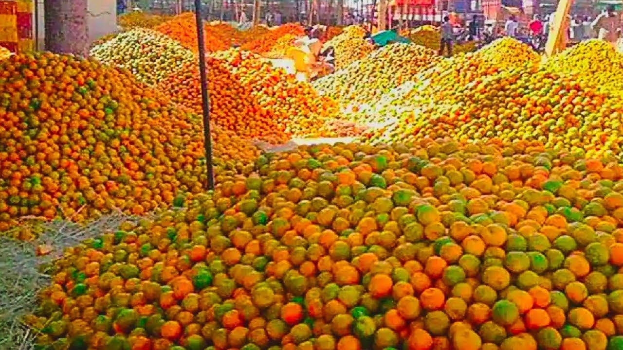 Extreme orange essential oil production processing method. Citrus Processing in biggest factory