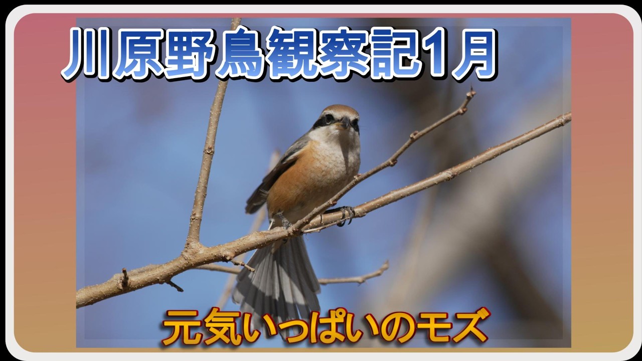 モズは元気いっぱい【２０２６年１月公園野鳥観察記】