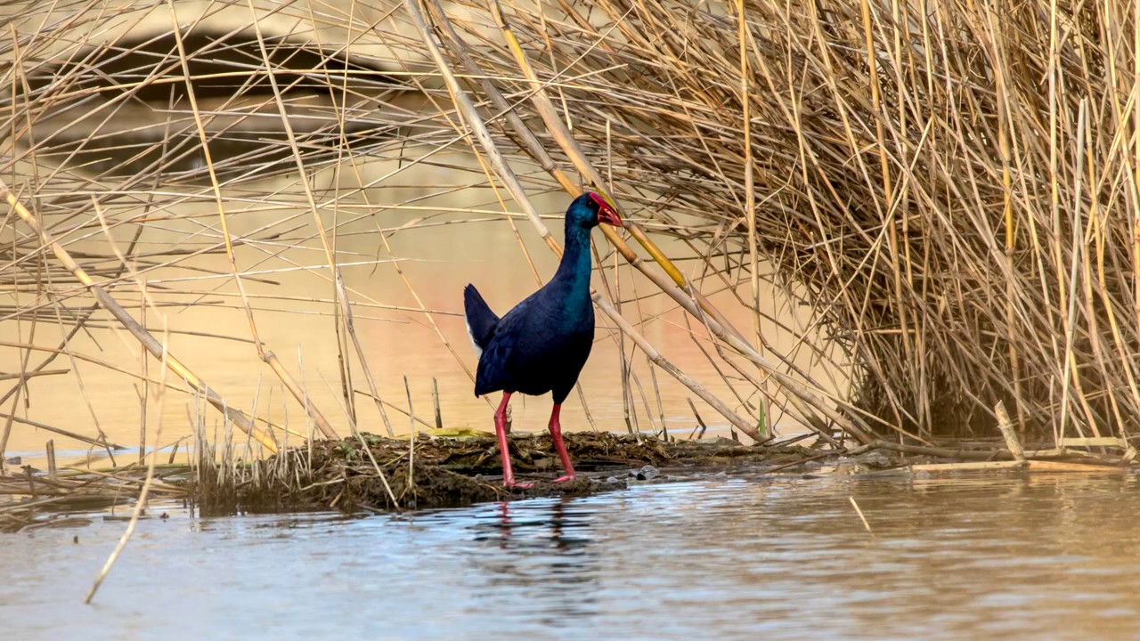 Султанка (Porphyrio porphyrio). Птицы Испании.