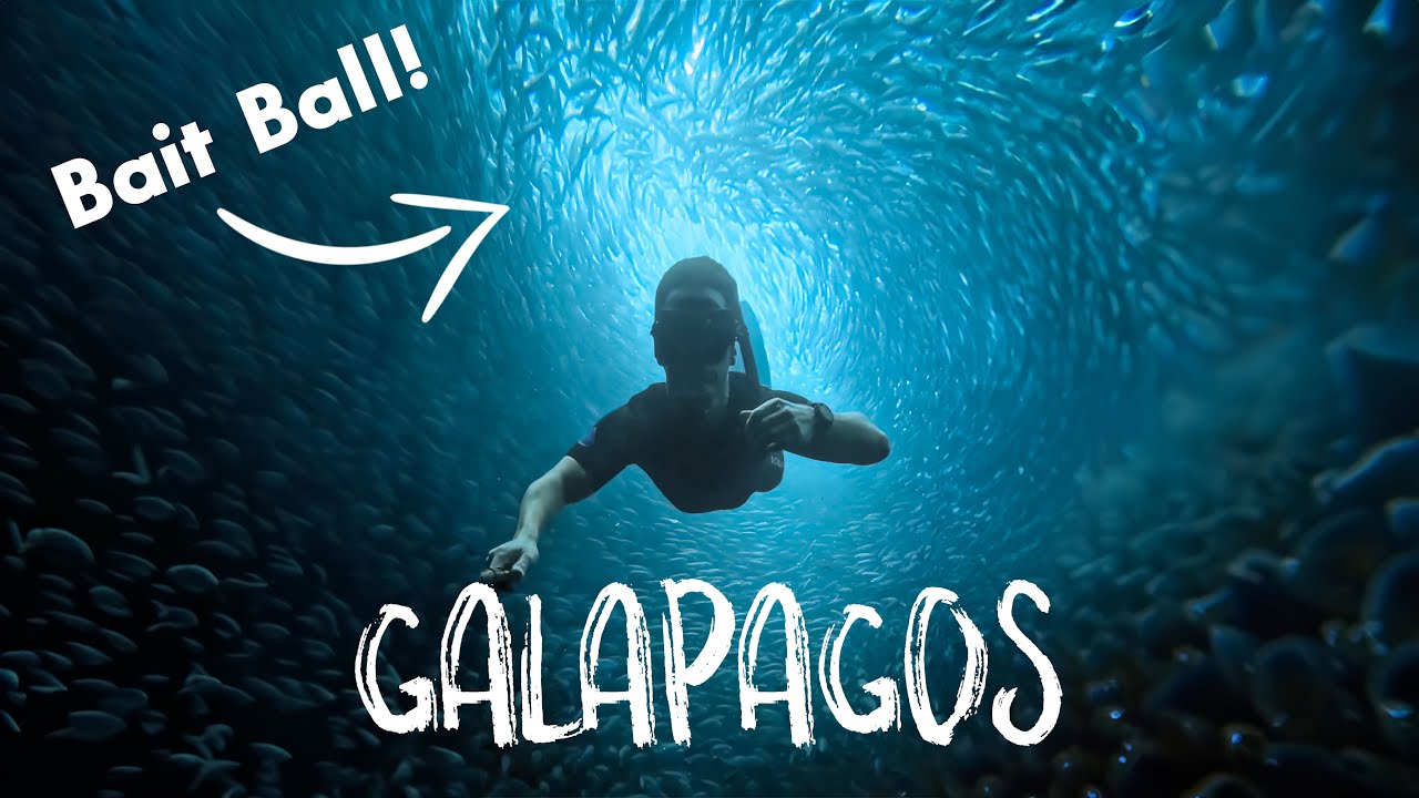 Free Diving with the Craziest Sea Creatures in Galapagos!