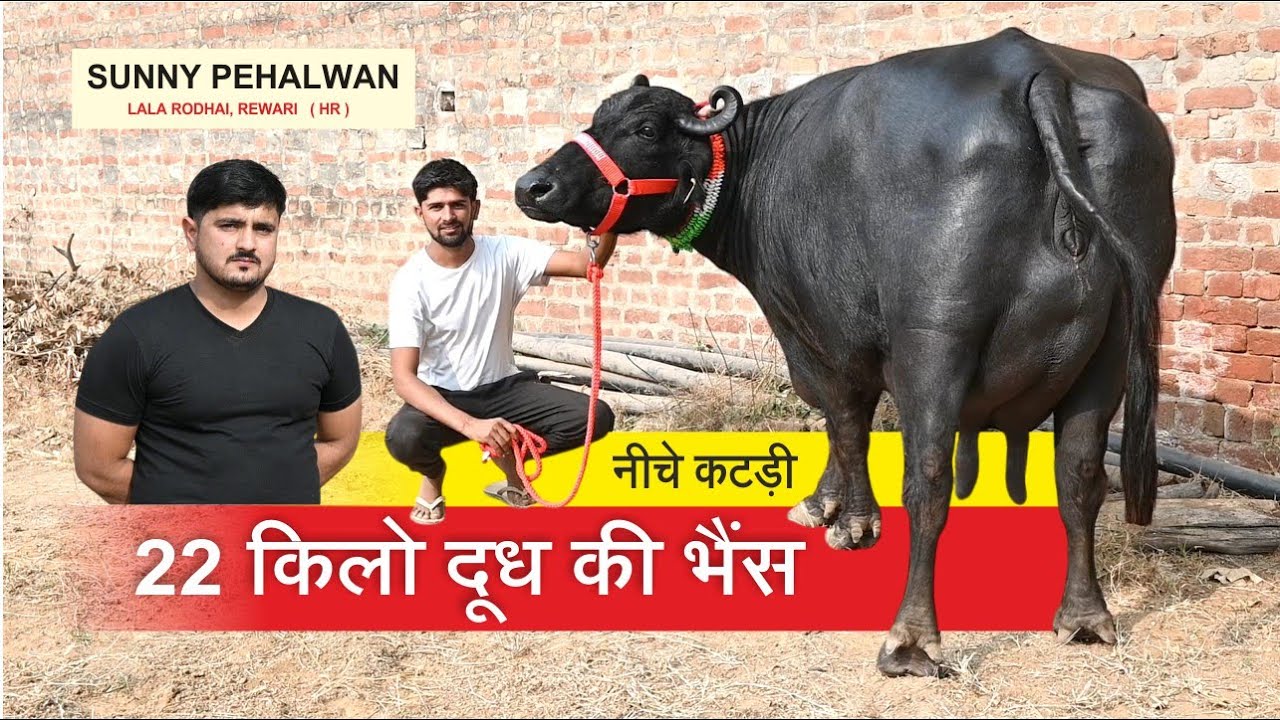 22 किलो दूध की भैंस, नीचे कटड़ी | 22 kg Milk Buffalo, Female Calf | SUNNY PEHALWAN LALA, REWARI