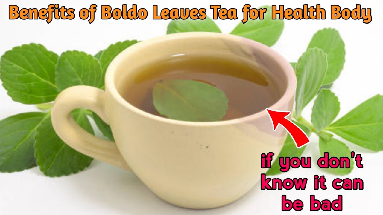 Health Benefits of Boldo Leaves Tea for Body