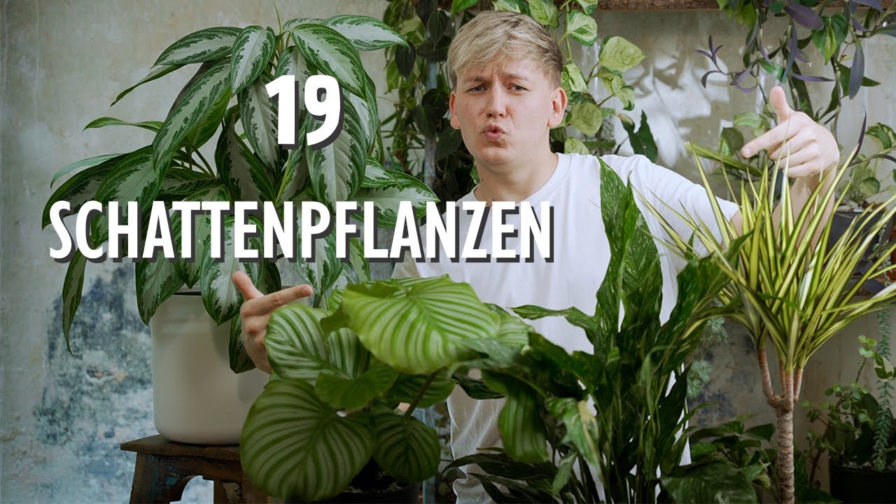 TOP 19 Zimmerpflanzen für DUNKLE Standorte 🌥