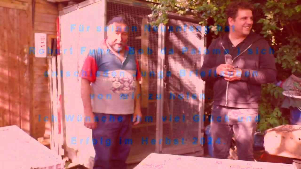 Junge Brieftauben für meinen Freund Robert Fuhr ( Bob da Paloma You Tube ) 09.06.2024