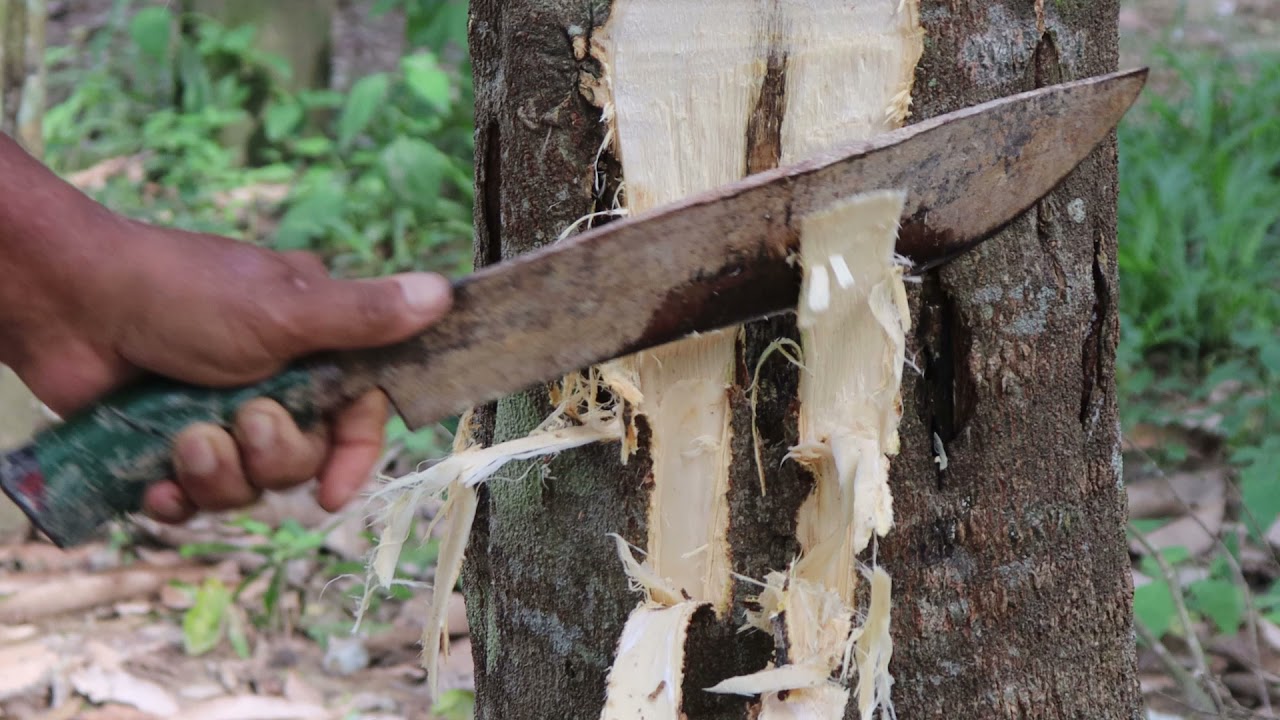 MALAYSIANOUD - SEPINTAS LALU LADANG GAHARU DI GEMENCEH | SNEAK PEEK OF AGARWOOD FARM IN GEMENCEH