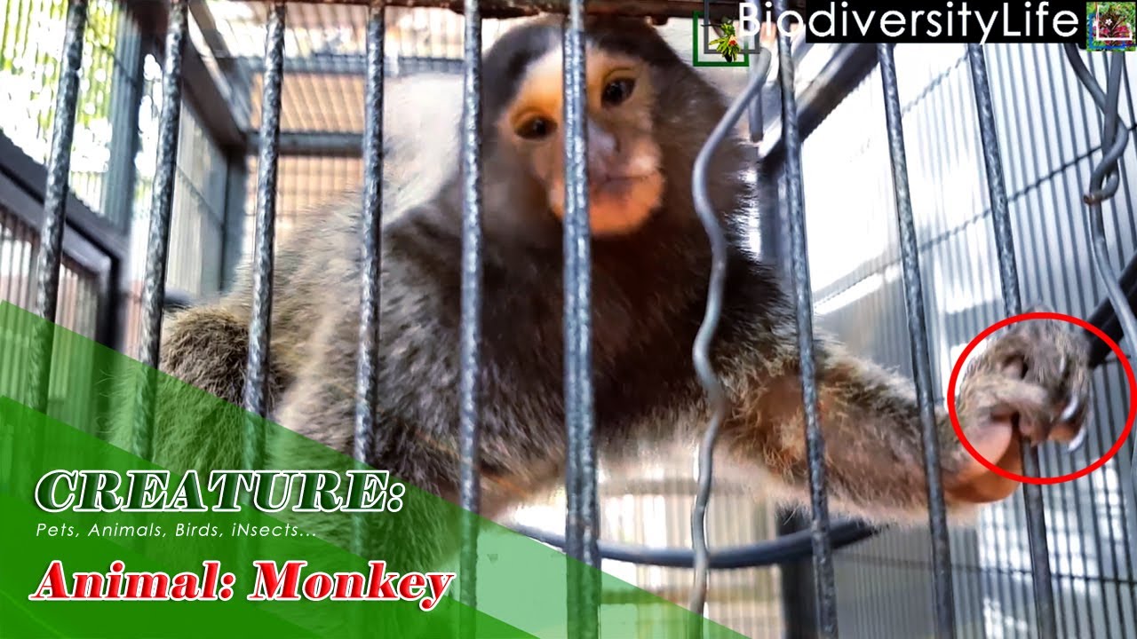 CREATURE _40: Animal: Monkey