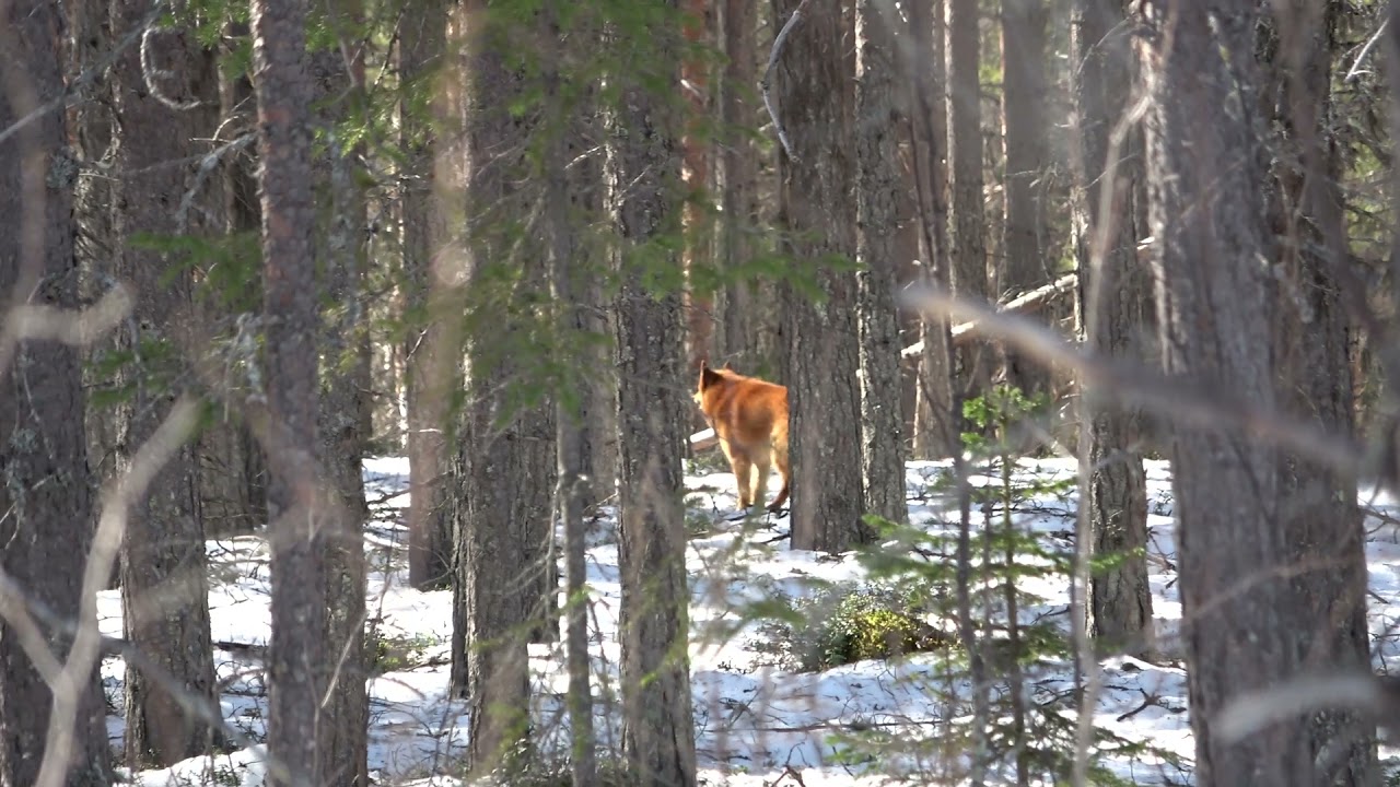 Finsk spets skäller älg.(Kennel Riv Dun).