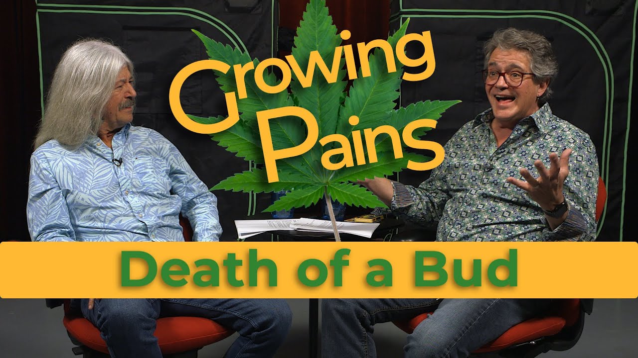 What is Bud Rot? One bad apple may not spoil the bunch.