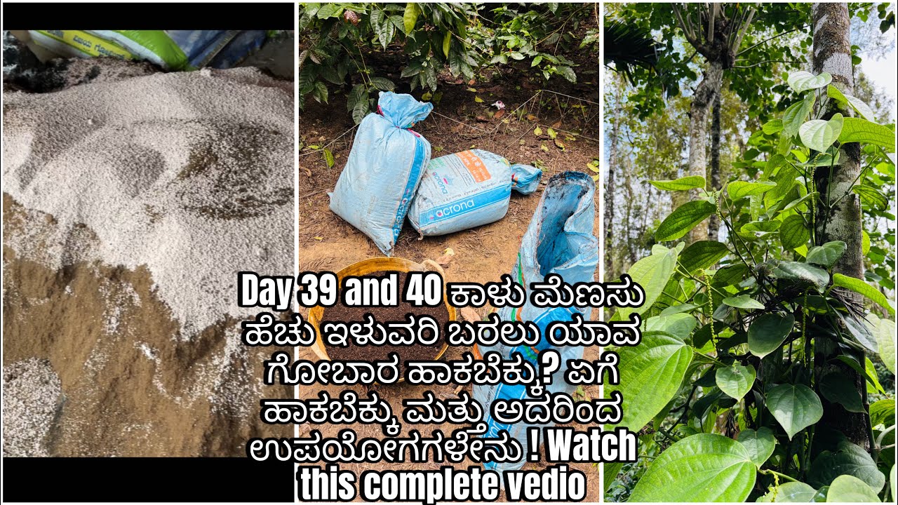 Day 39,Day40 ಕಾಳು ಮೆಣಸು ಹೆಚು ಇಳುವರಿ ಬರಲು ಯಾವ ಗೋಬಾರ ಹಾಕಬೆಕ್ಕು? ಏಗೆ ಹಾಕುವುದೂ ಮತ್ತು ಅದರಿಂದ ಉಪಯೋಗಗಳೇನು !