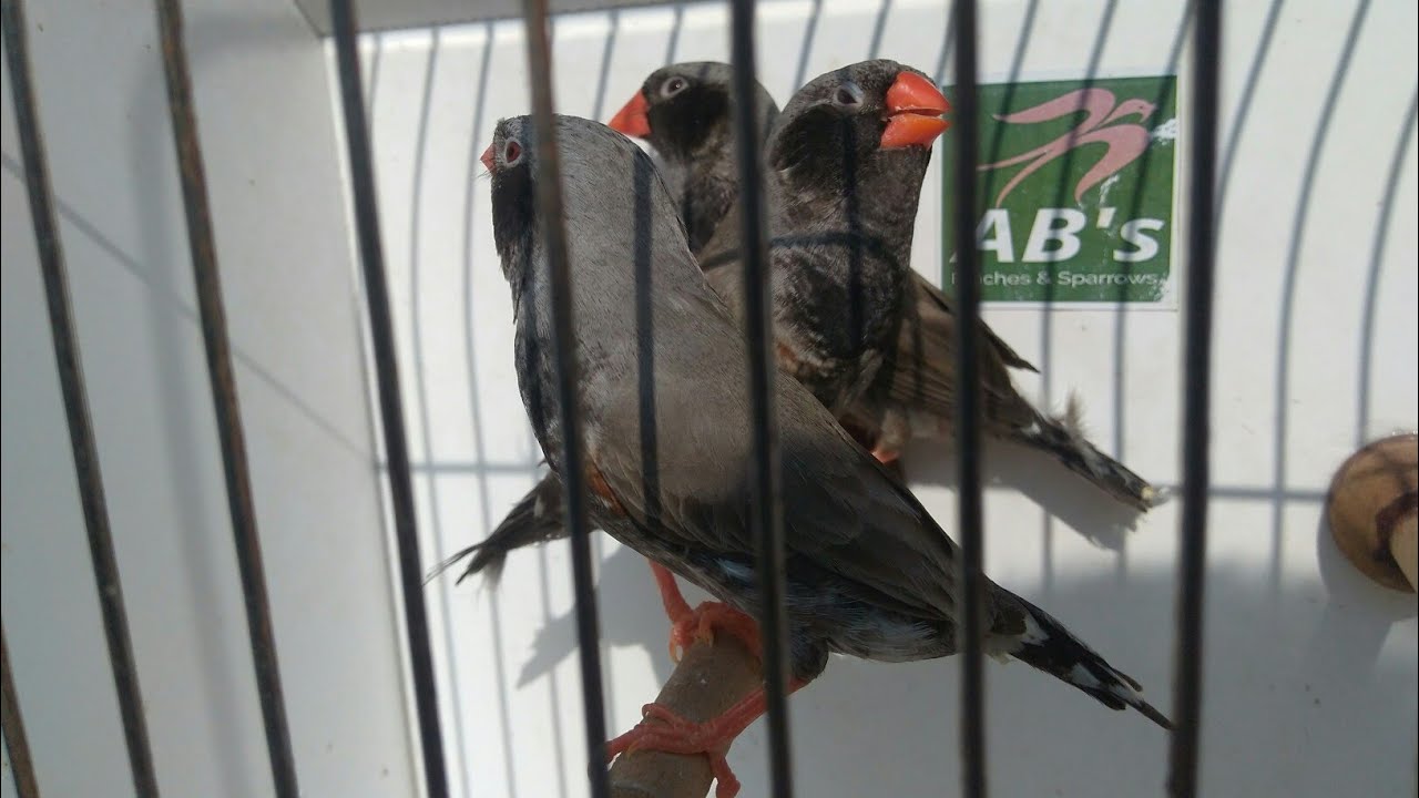 The Science Of Full Black Zebra Finch