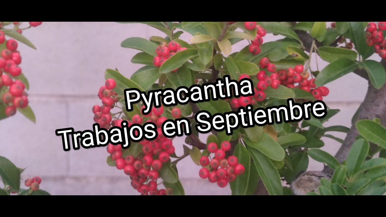 Todo sobre el Pyracantha bonsai