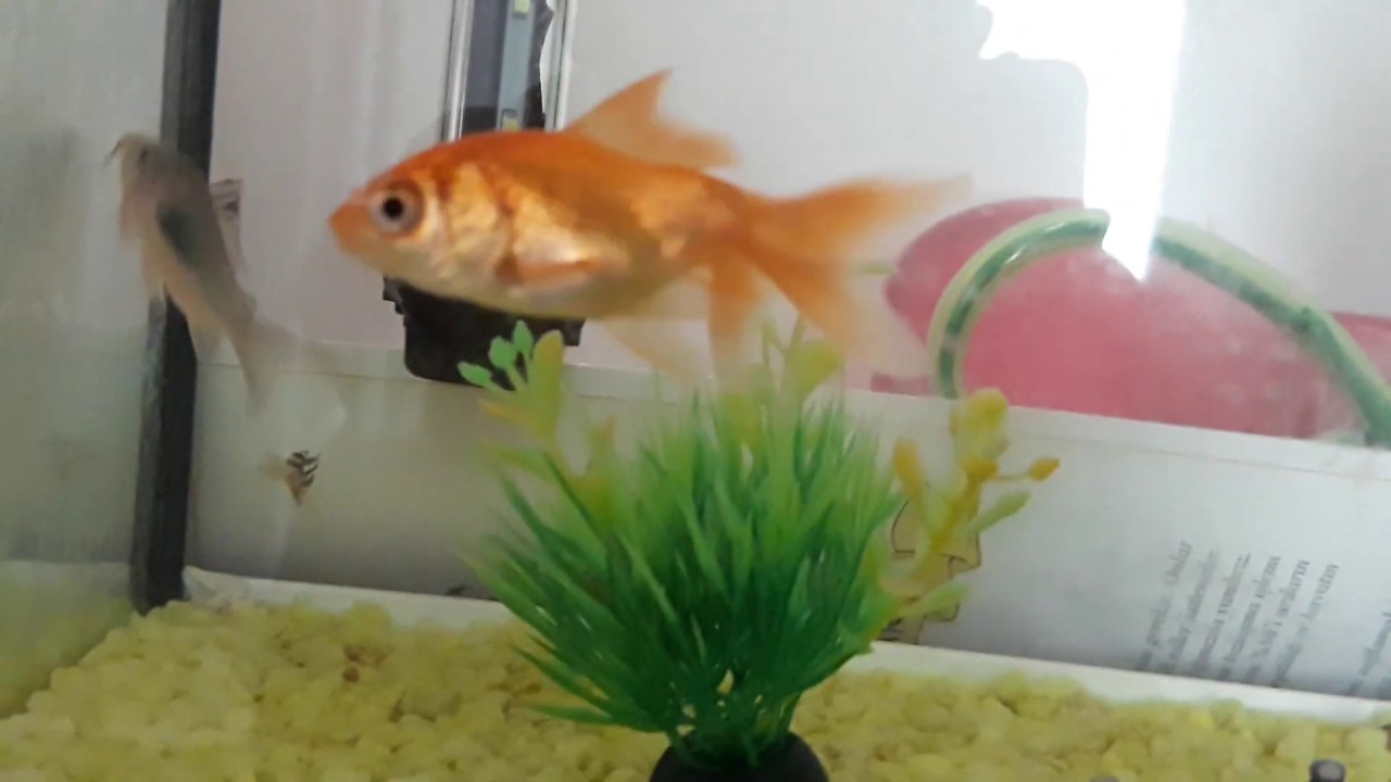 en tatlı balık videosu😍🥰😘😀🐟🐠ruhunuz dinlencek