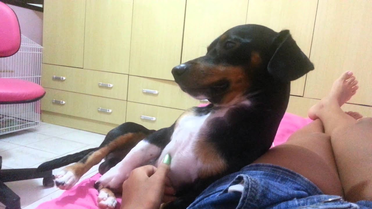 O cachorro mais sentimental do mundo!