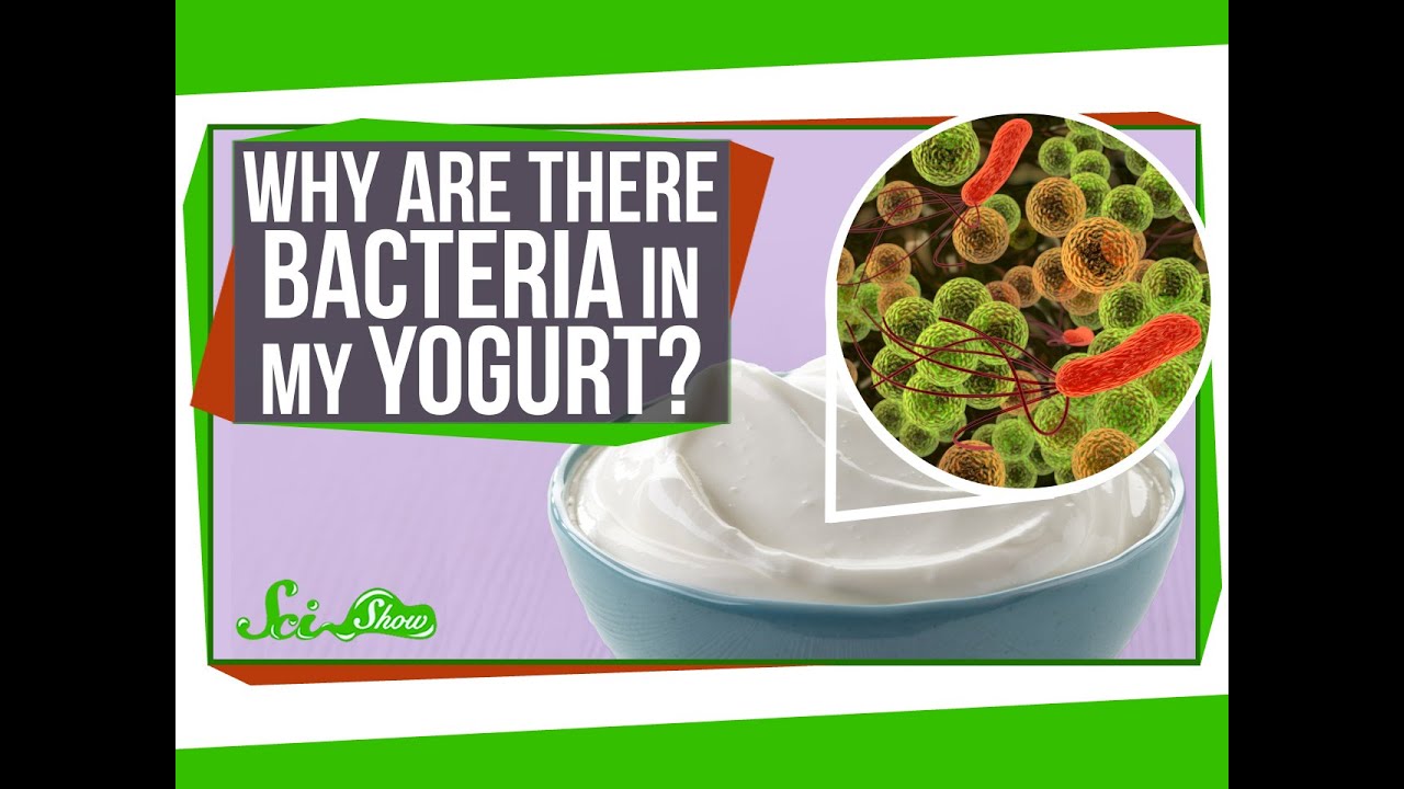 Why Are There Bacteria In My Yogurt?