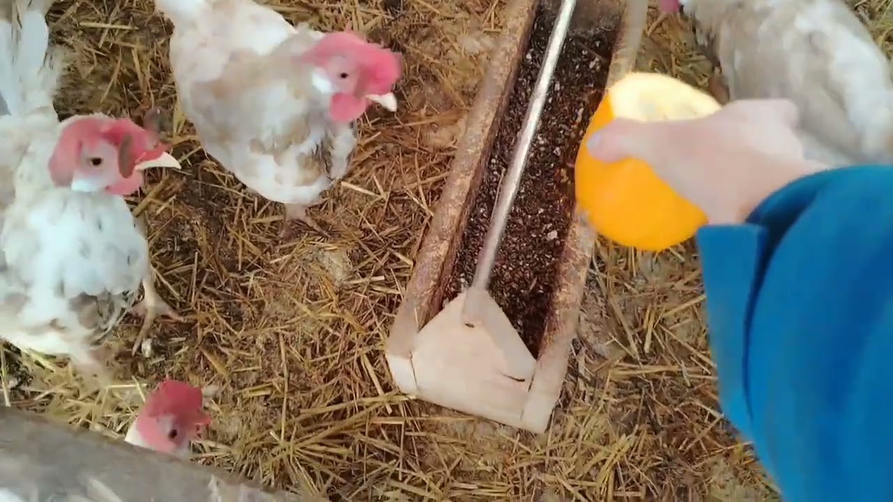 11.03.26г. ЧТО ЗА КИРПИЧ🧱 У КУР? СКОЛЬКО СЕГОДНЯ ЯИЦ? 🪺🥚
