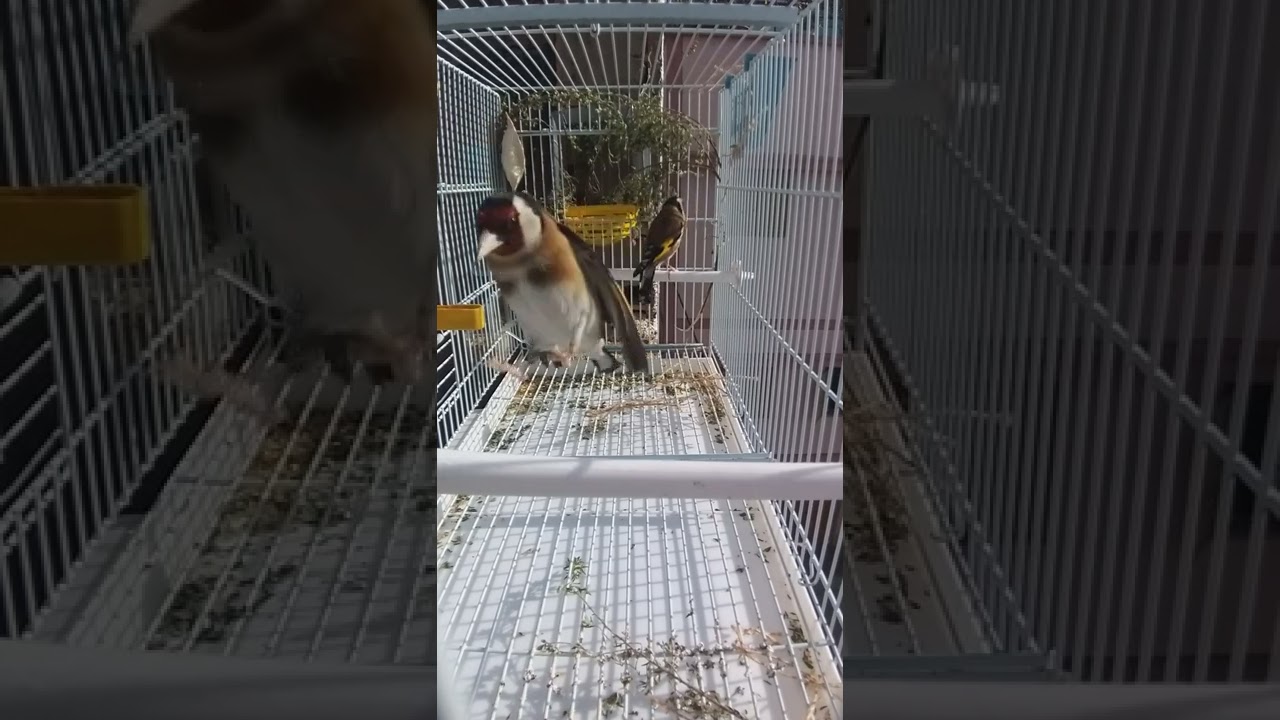Taghreed goldfinch for mating