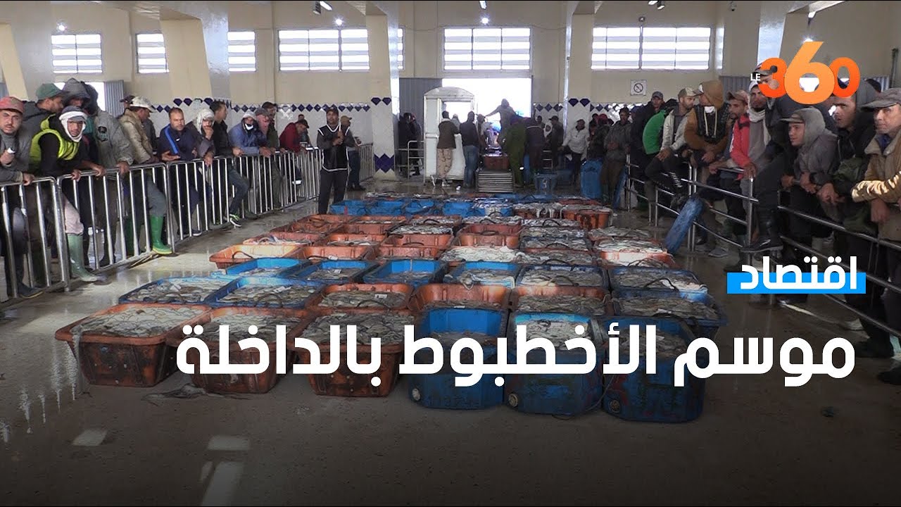 انطلاق موسم الأخطبوط بالداخلة وسط أجواء من التفاؤل