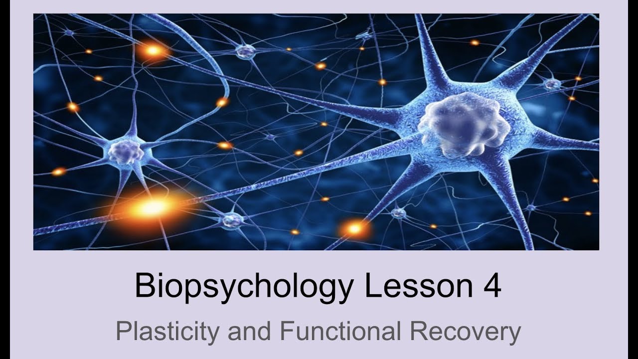 A-Level Psychology (AQA): Biopsychology - Plasticity and Localisation of Function