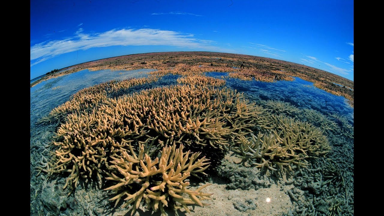 Coral spawning spectacle on the Great Barrier Reef