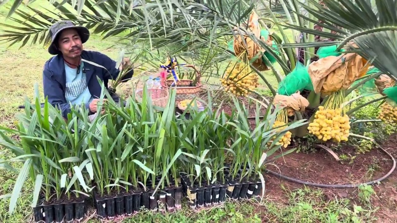 ភាពខុសគ្នា កូនល្មើជាលិកានិងល្មើគ្រាប់