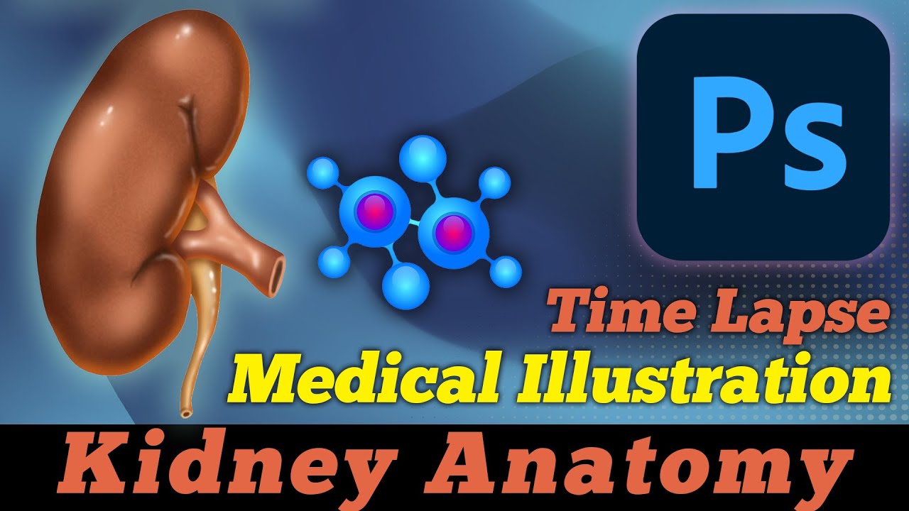 Medical Illustration Basics: Photoshop Tutorial - Illustrating a Realistic Kidney - Digital Painting
