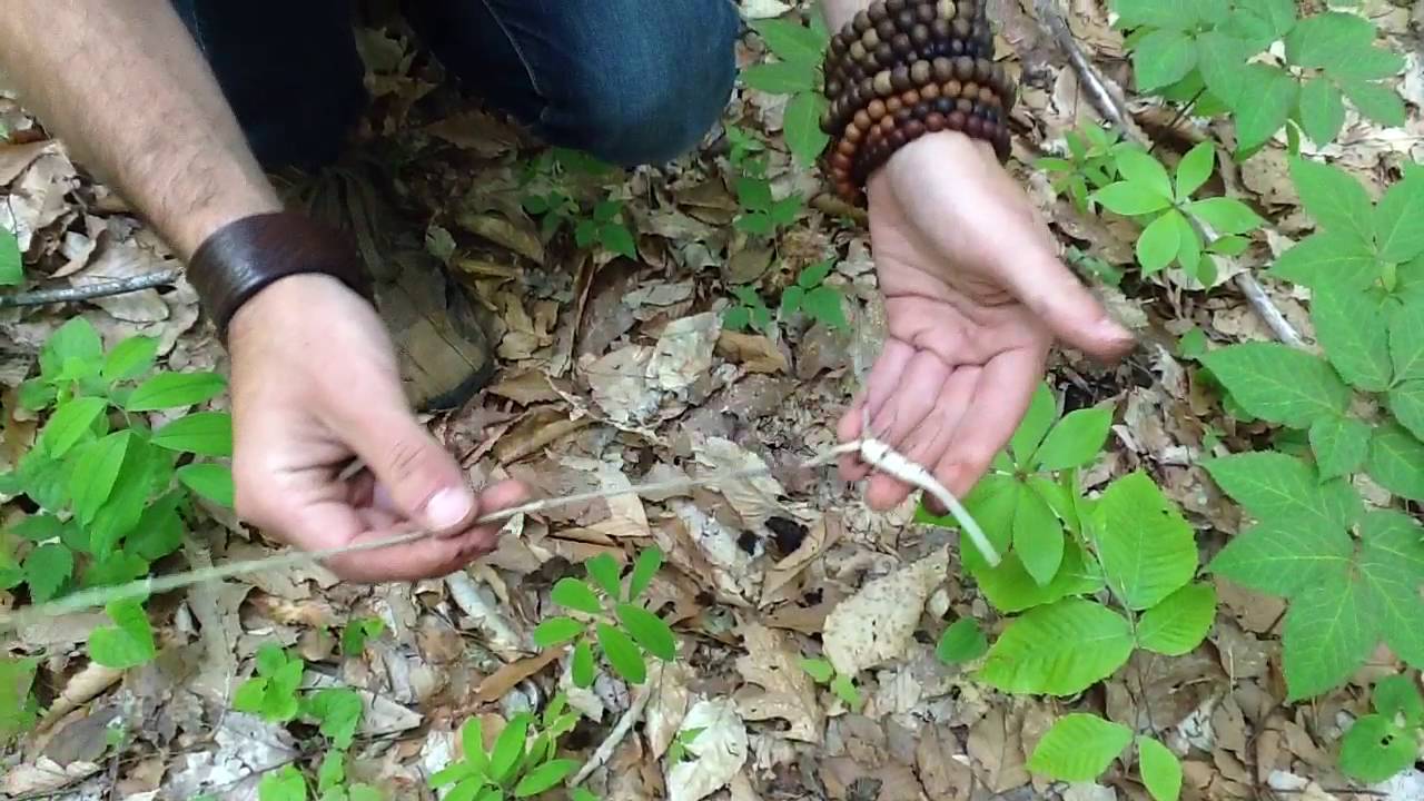 Indian Cucumber- Wild Edible- Foraging for Free Food