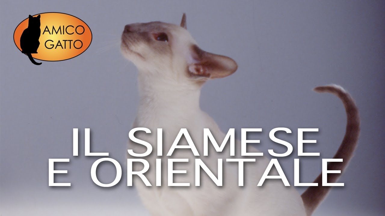 IL SIAMESE e ORIENTALE trailer documentario